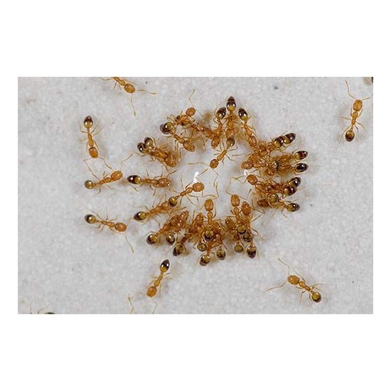 Esca per Formiche in gel durante l'azione