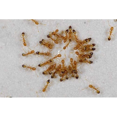 Esca per Formiche in gel durante l'azione