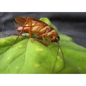 Protect Home Insetticida Gel – Esca scarafaggi in siringa 5g 2