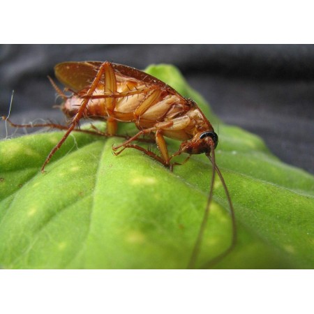 Protect Home Insetticida Gel per blatte